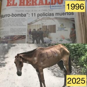 Burrobomba, hecho que marcó la historia de Sucre, se registró nuevamente en Colombia