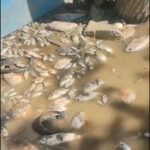 ¡Emergencia sanitaria en Córdoba! Más de 30 mil peces muertos desatan crisis y fuertes olores en San Pelayo