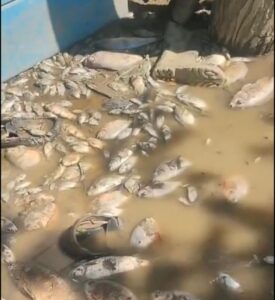 ¡Emergencia sanitaria en Córdoba! Más de 30 mil peces muertos desatan crisis y fuertes olores en San Pelayo