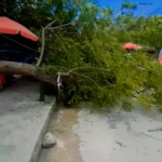 Cae árbol en la entrada de la Universidad de Sucre