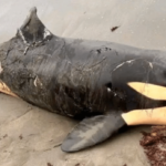 En Golfo de Morrosquillo fue encontrado sin vida una orca