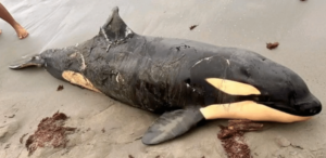 Encontraron sin vida a una orca en playas del Golfo de Morrosquillo: autoridades investigan