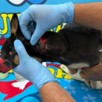 En Sincelejo perro fue herido con arma cortopunzante