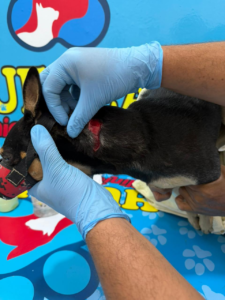 Presunto caso de maltrato animal en Sincelejo: perro habría sido herido con arma cortopunzante
