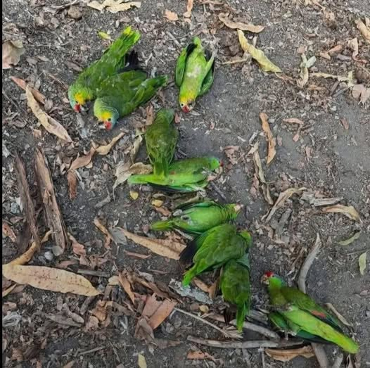 Ola de calor está golpeando a aves en la Región Caribe Colombiana