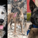 Perros rescatistas buscan sobrevivientes tras el terremoto en Venezuela