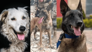 Perros rescatistas buscan sobrevivientes tras el terremoto en Venezuela