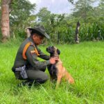 Hera, la perrita antinarcóticos que ayudó a descubrir tres cargamentos de droga en Sucre