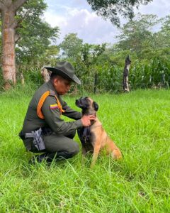 Hera, la perrita antinarcóticos que ayudó a descubrir tres cargamentos de droga en Sucre