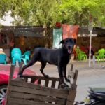 Mateo, el perro que acompaña a su dueño a vender cocos en Sincelejo
