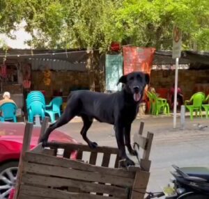 Mateo, el perro que acompaña a su dueño a vender cocos en Sincelejo